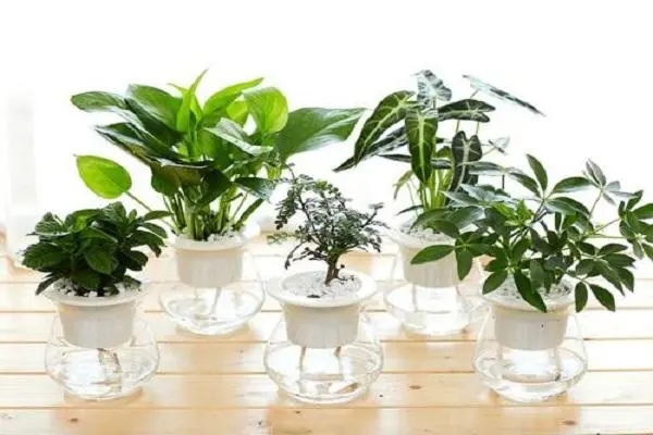 水培植物有哪些_水培植物养护小妙招