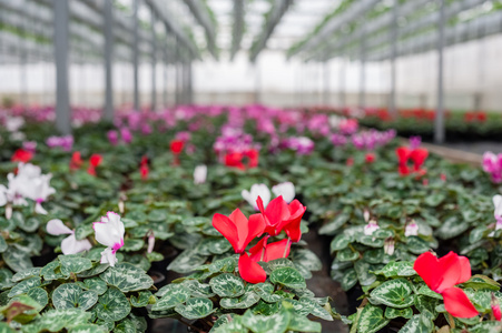 如何判断花卉的栽培条件是否合适？