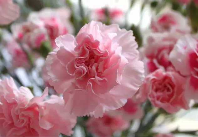毕业季送花